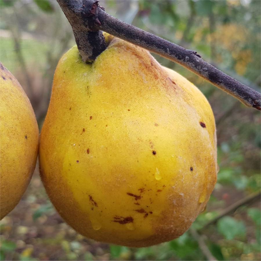 Dunja Trijumf – Rasadnik Agro Bole